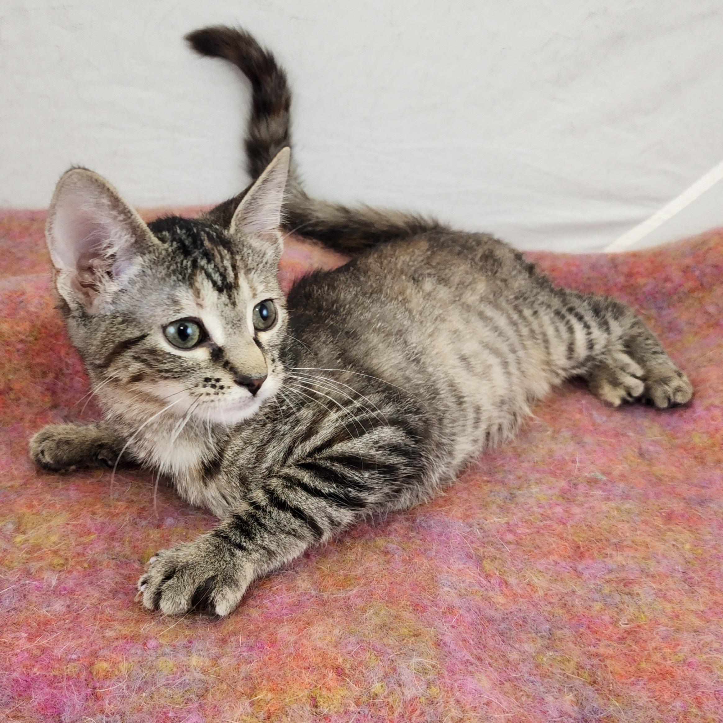 Enlarge Loretta, a Adoptable Domestic Short Hair in New York, NY image 4/6