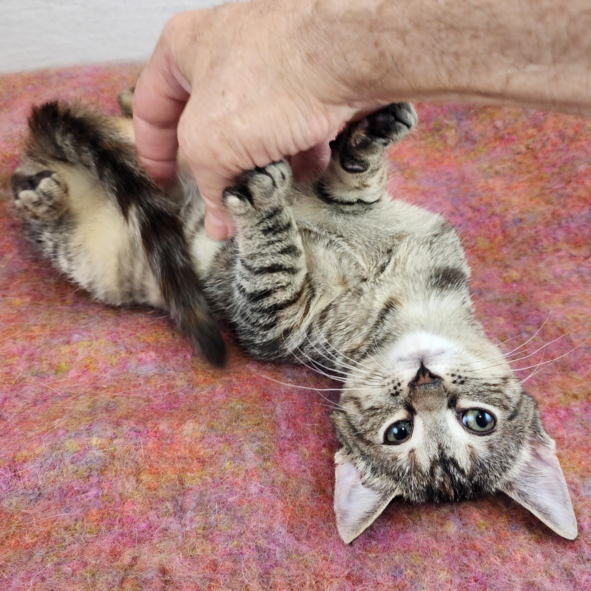 Enlarge Loretta, a Adoptable Domestic Short Hair in New York, NY image 2/6