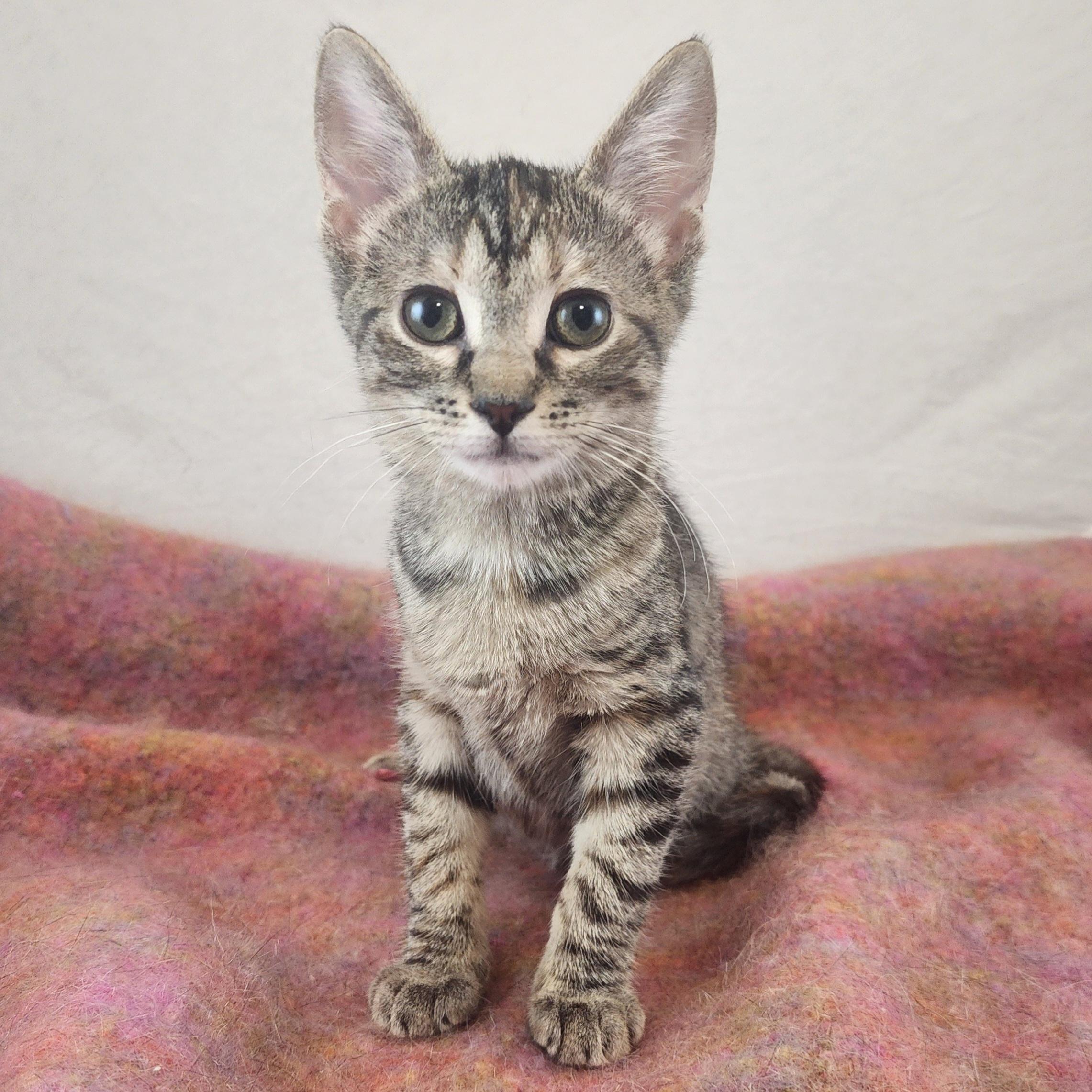 Enlarge Loretta, a Adoptable Domestic Short Hair in New York, NY image 1/6