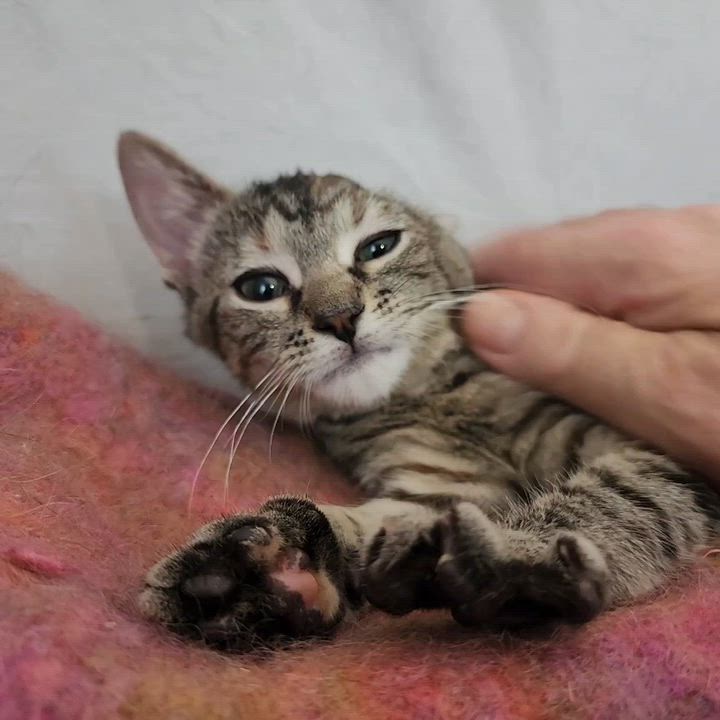 Enlarge Loretta, a Adoptable Domestic Short Hair in New York, NY video 6/6