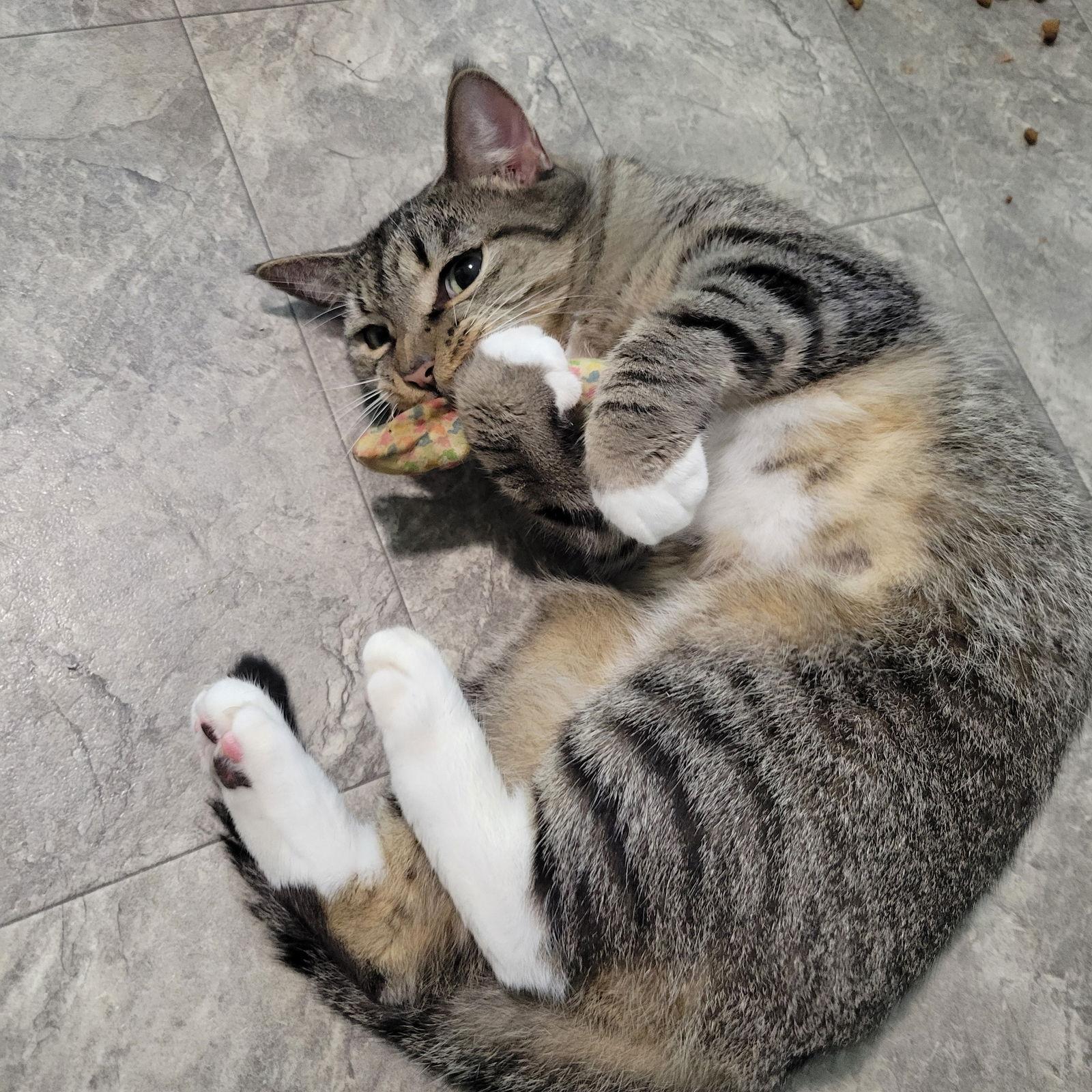 Enlarge Sonnet, a Adoptable Tabby in Ocala, FL image 1/3