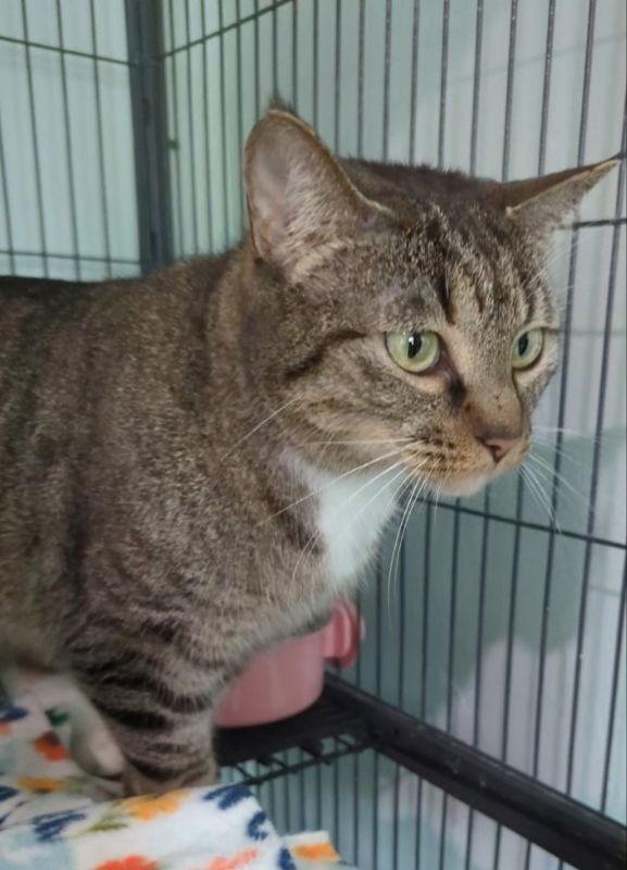 Enlarge Sonnet, a Adoptable Tabby in Ocala, FL image 2/3