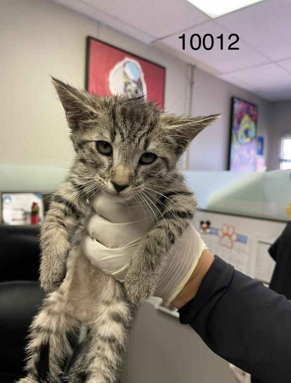 Flash, Adoptable, Kitten Male Domestic Short Hair.