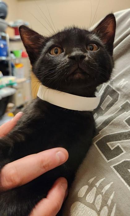 Mordecai, ADOPTABLE, Kitten Male Domestic Short Hair.