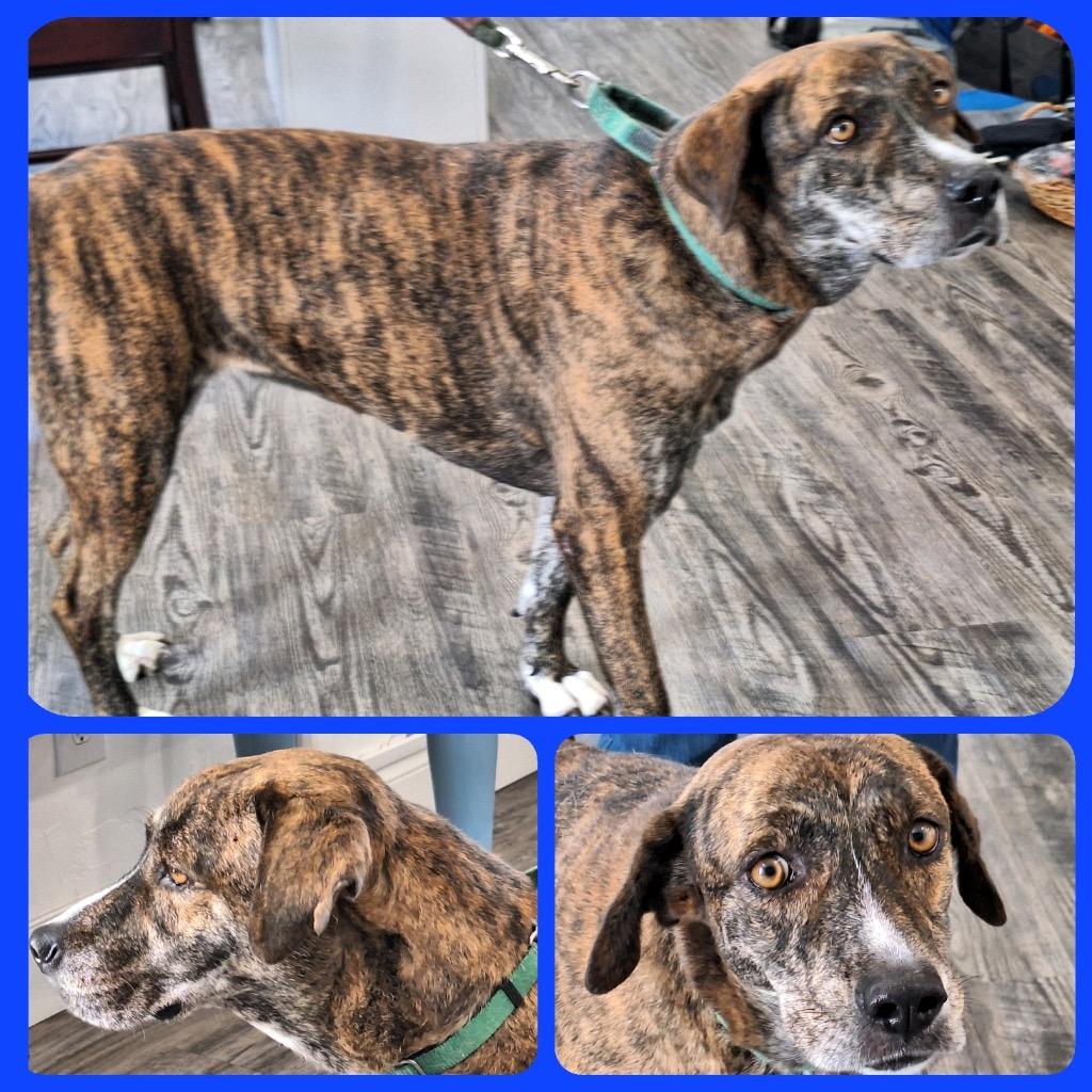 Ivy, Adoptable, Adult Female Black Mouth Cur & Hound.