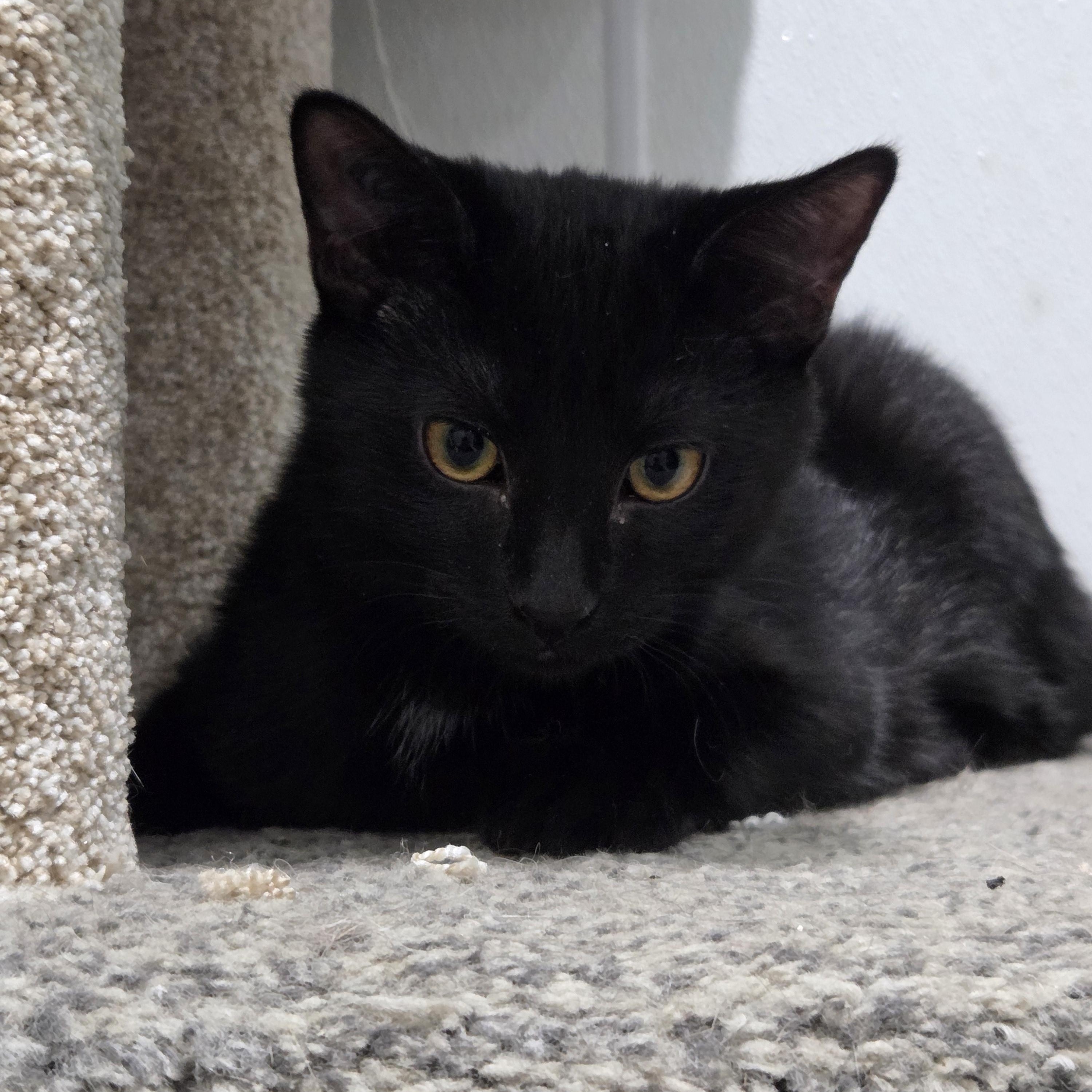Kompot, Adoptable, Young Male Domestic Short Hair.