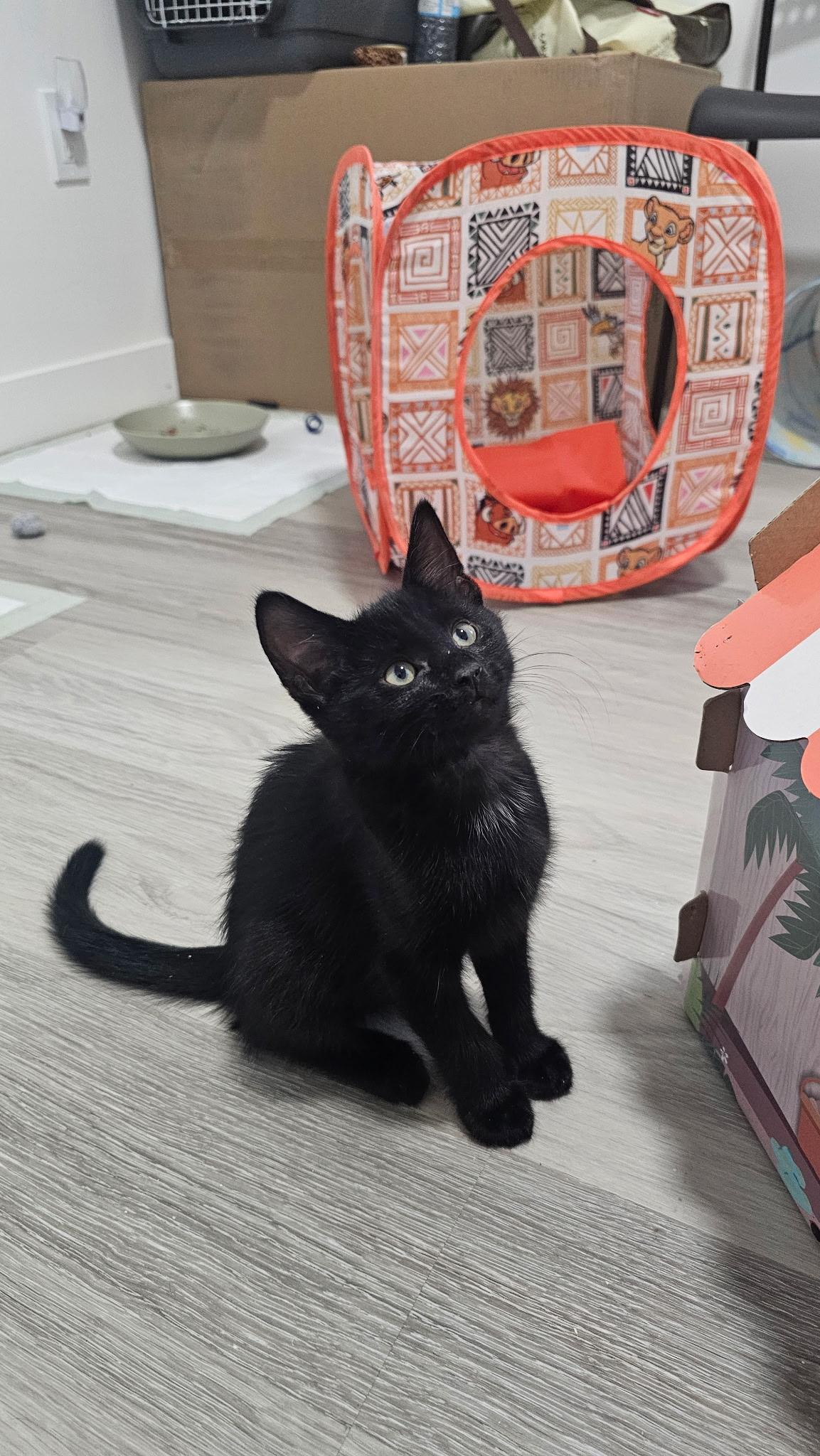 Kompot, ADOPTABLE, Young Male Domestic Short Hair.