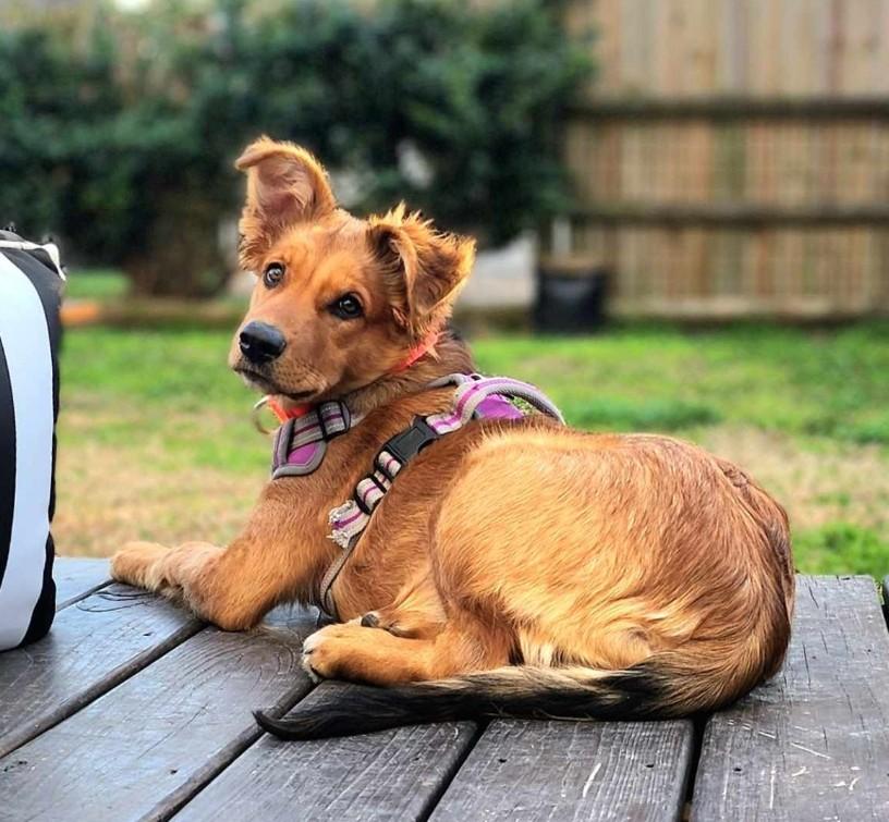 EVE, Adopted, Young Female German Shepherd Dog.