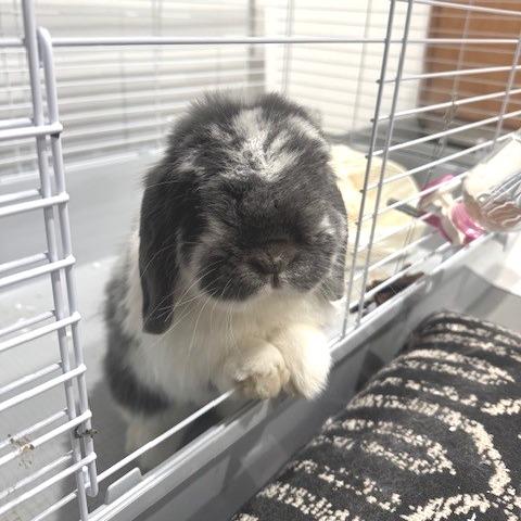 Enlarge Mo, a Adoptable Holland Lop in Novelty, OH image 1/3