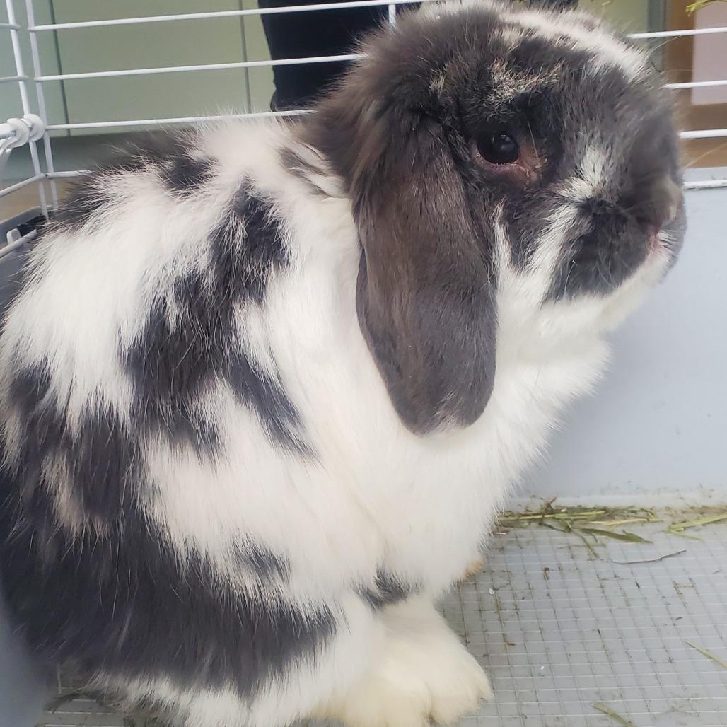 Enlarge Mo, a Adoptable Holland Lop in Novelty, OH image 2/3