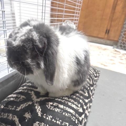Enlarge Mo, a Adoptable Holland Lop in Novelty, OH image 3/3