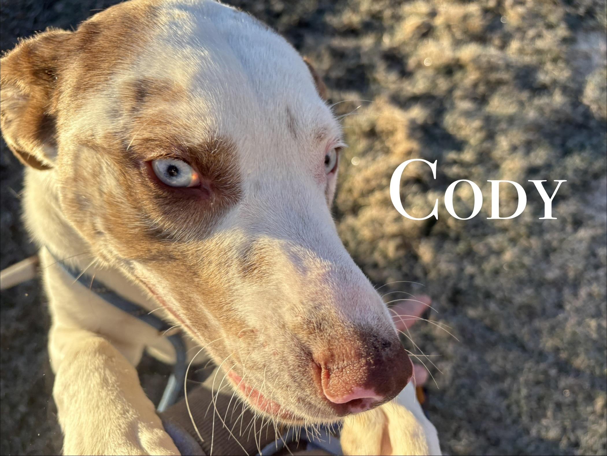 Cody, adopted, Adult Male Mixed Breed.