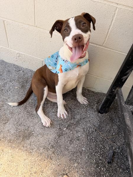 Enlarge Sho, a Adoptable mixed breed in Morristown, TN image 1/1