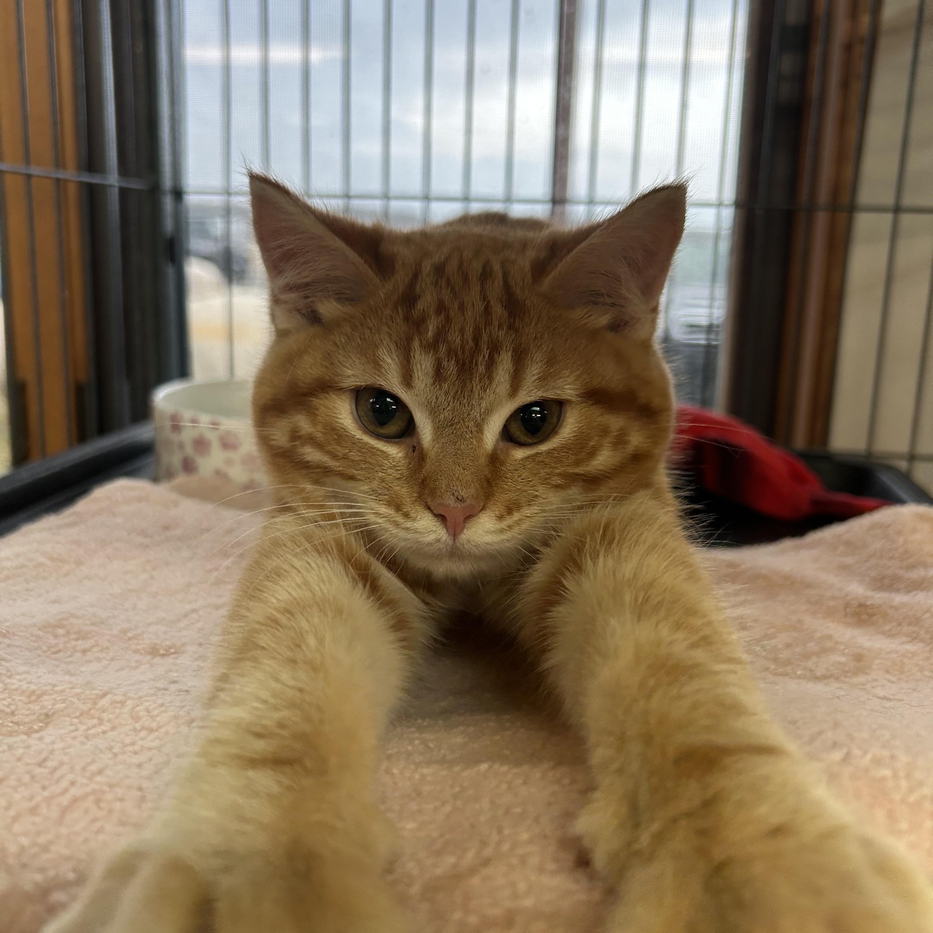 Enlarge Whisper, an adopted Domestic Short Hair in St. Clair, MI image 1/3