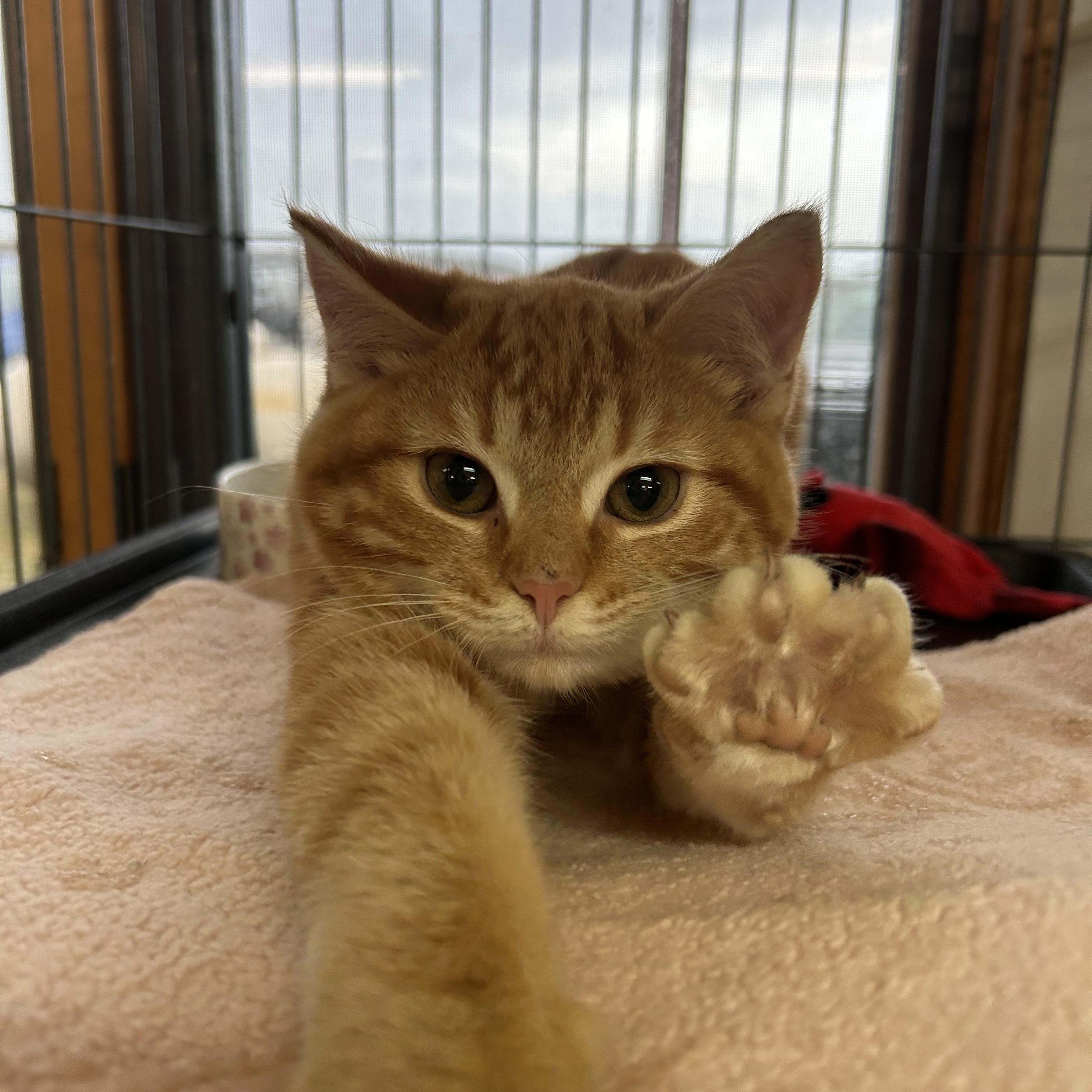 Enlarge Whisper, an adopted Domestic Short Hair in St. Clair, MI image 3/3