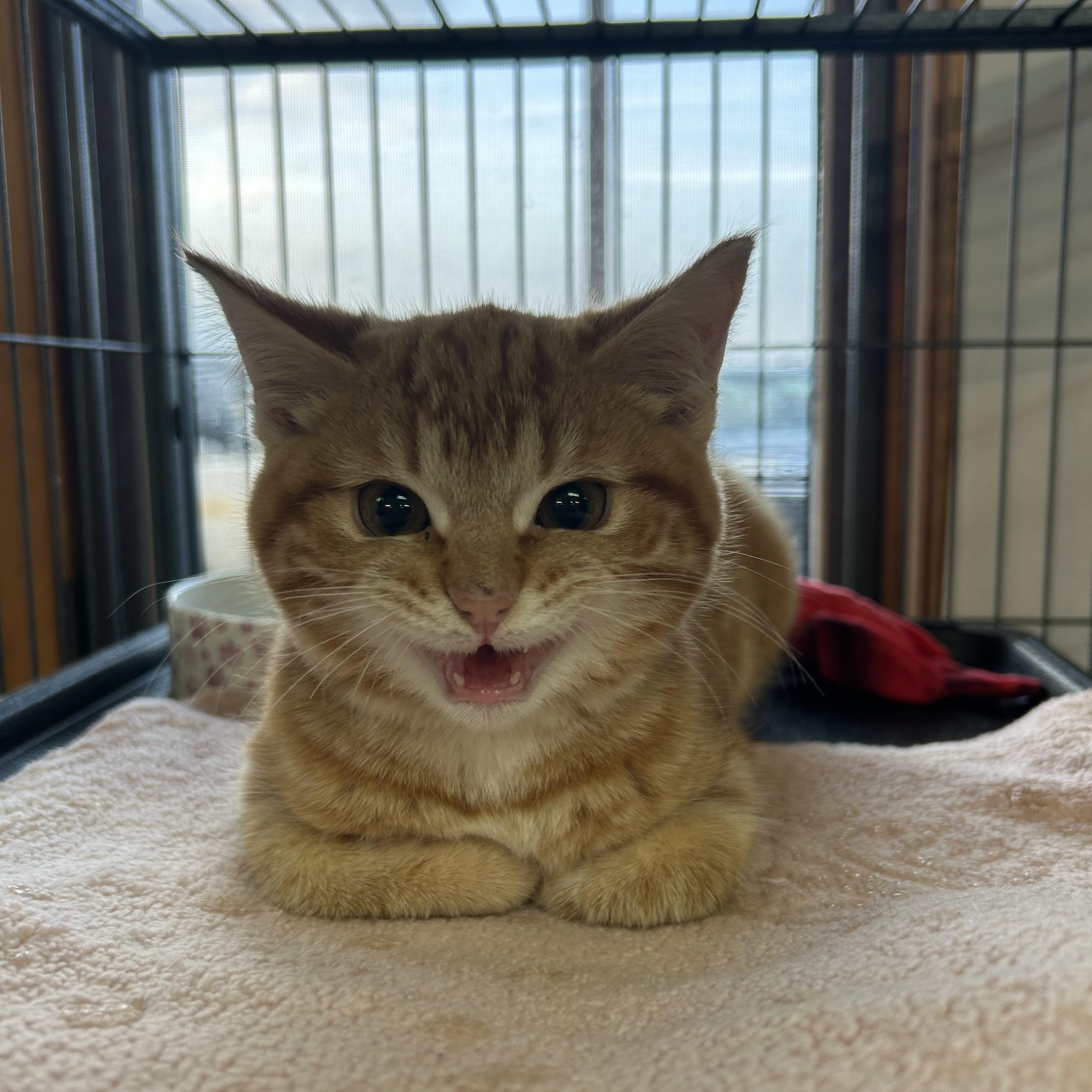 Enlarge Whisper, an adopted Domestic Short Hair in St. Clair, MI image 2/3