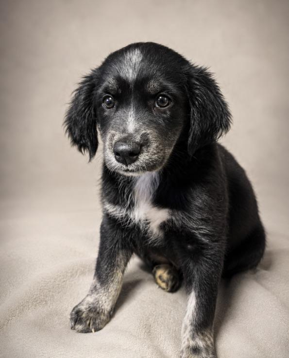 Enlarge Pinky Pie, an adopted mixed breed in Miami, FL image 1/1