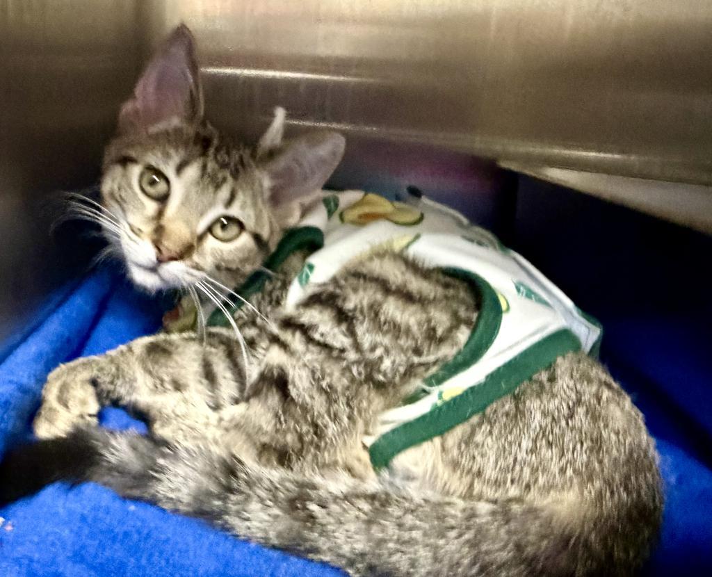 Allis, Adoptable, Kitten Female Domestic Short Hair.