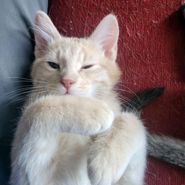 Enlarge Nick Wilde, an adopted mixed breed in Tulsa, OK image 5/5