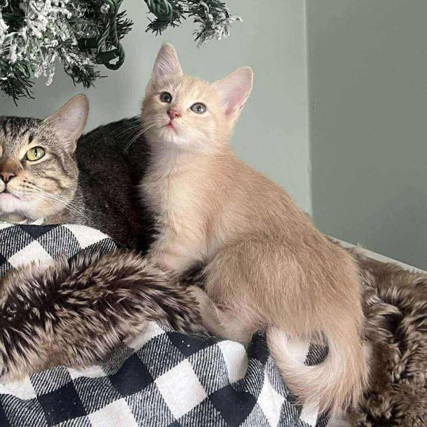 Enlarge Nick Wilde, an adopted mixed breed in Tulsa, OK image 2/5