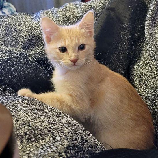 Nick Wilde, adopted, Kitten Male Tabby & Domestic Short Hair.