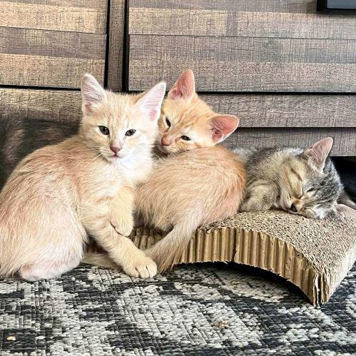 Enlarge Nick Wilde, an adopted mixed breed in Tulsa, OK image 3/5