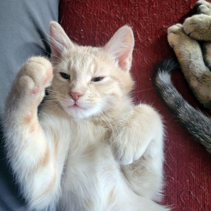 Enlarge Nick Wilde, an adopted mixed breed in Tulsa, OK image 4/5