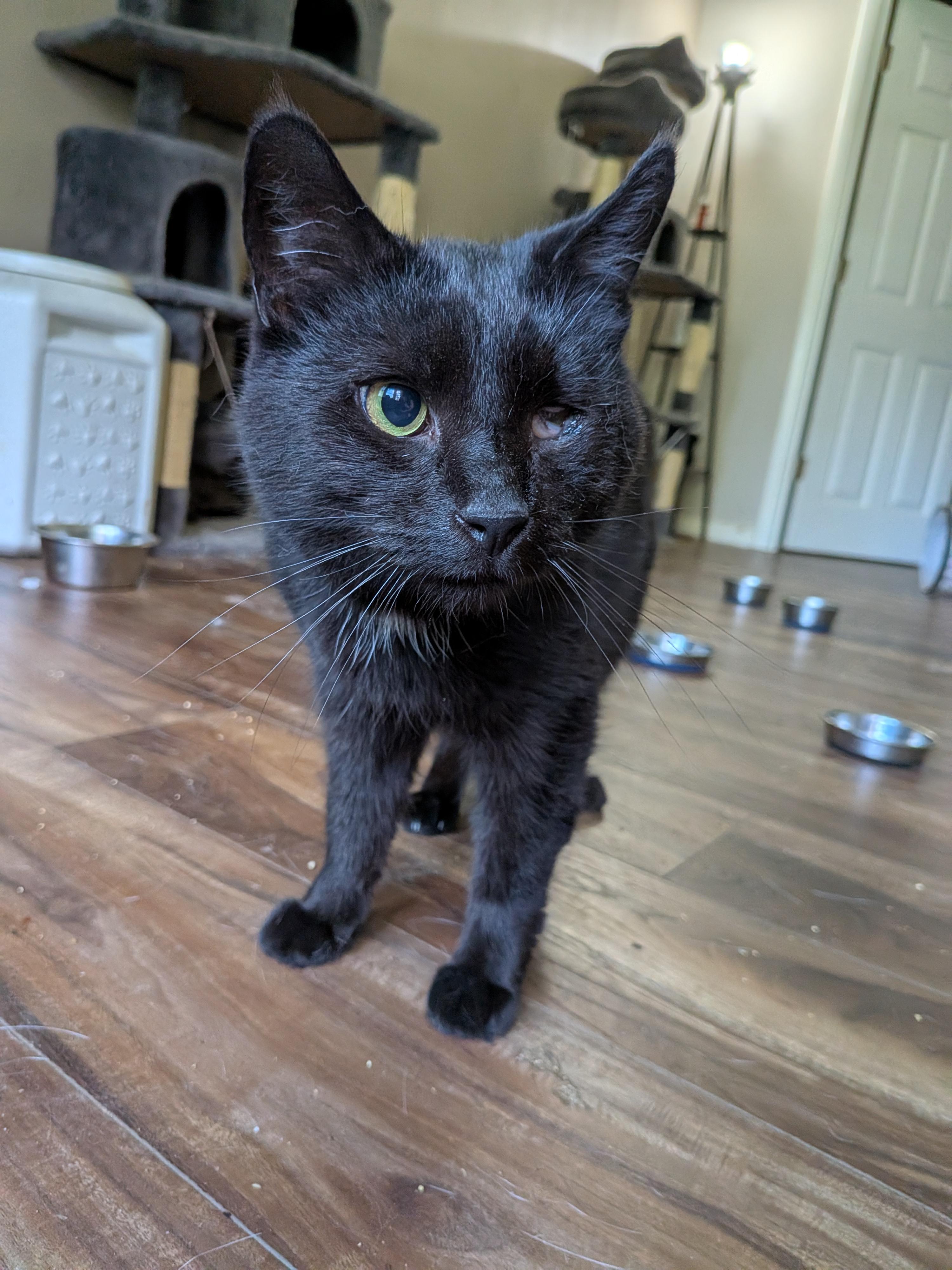 Felix, adopted, Adult Male Domestic Short Hair.