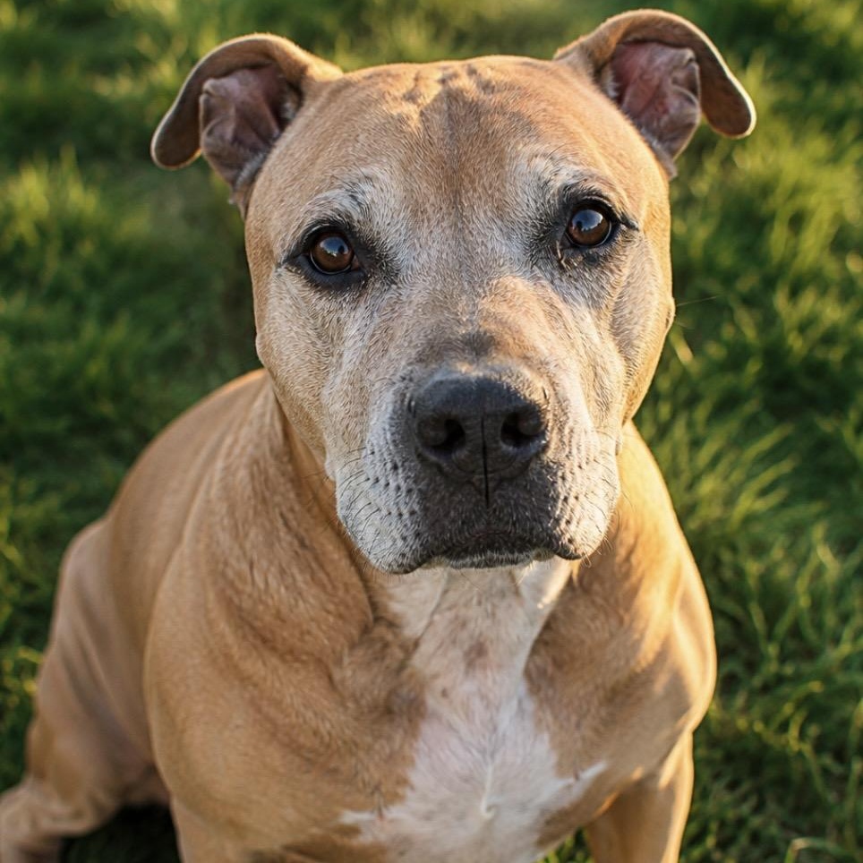 Meet SULLY - Sweet, sweet older boy looking for love....please read, adopted, Senior Male American Staffordshire Terrier.