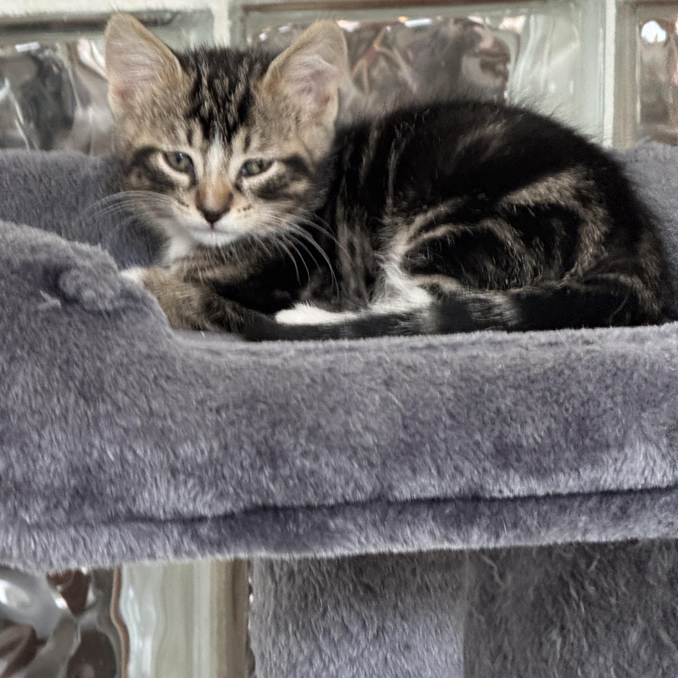 Zeus, an adopted Domestic Short Hair in Milwaukee, WI image 3/4