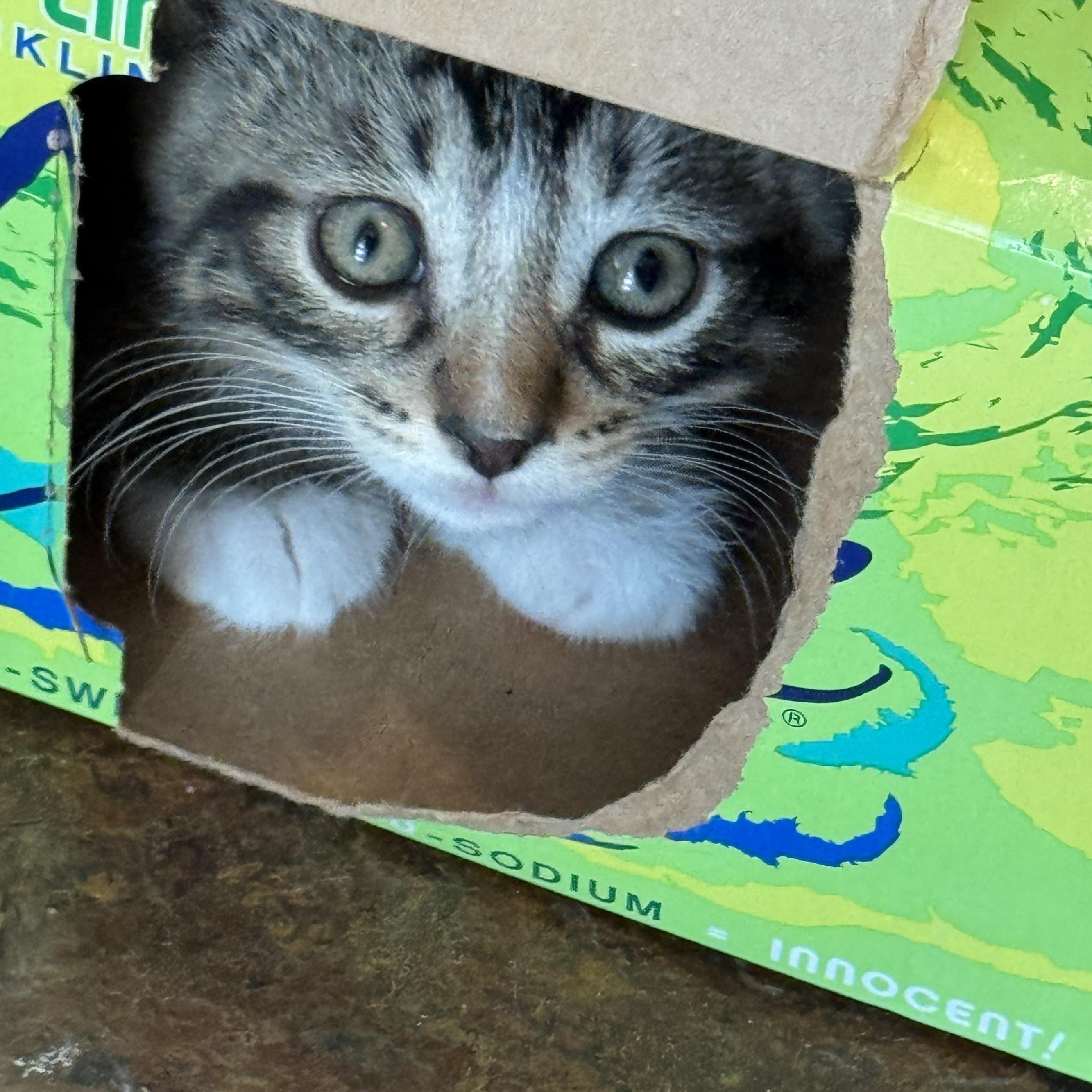 Zeus, an adopted Domestic Short Hair in Milwaukee, WI image 1/4