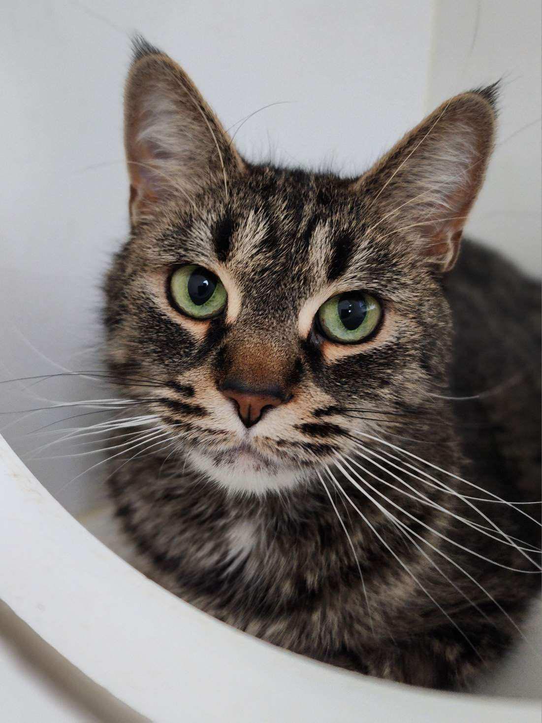 Blanche, ADOPTABLE, Adult Female Domestic Short Hair.