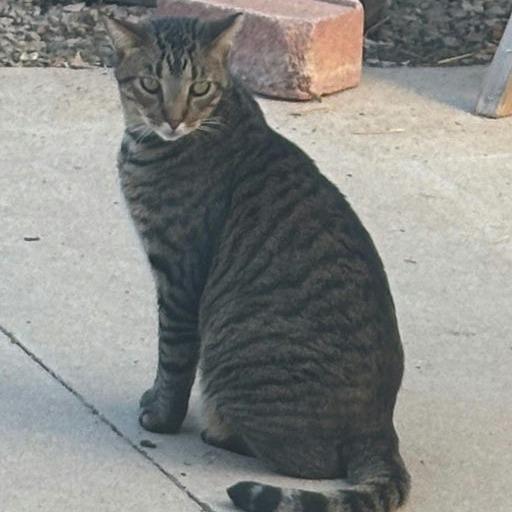 Enlarge Meow Meow, a Adoptable Domestic Short Hair in Norman, OK image 1/1