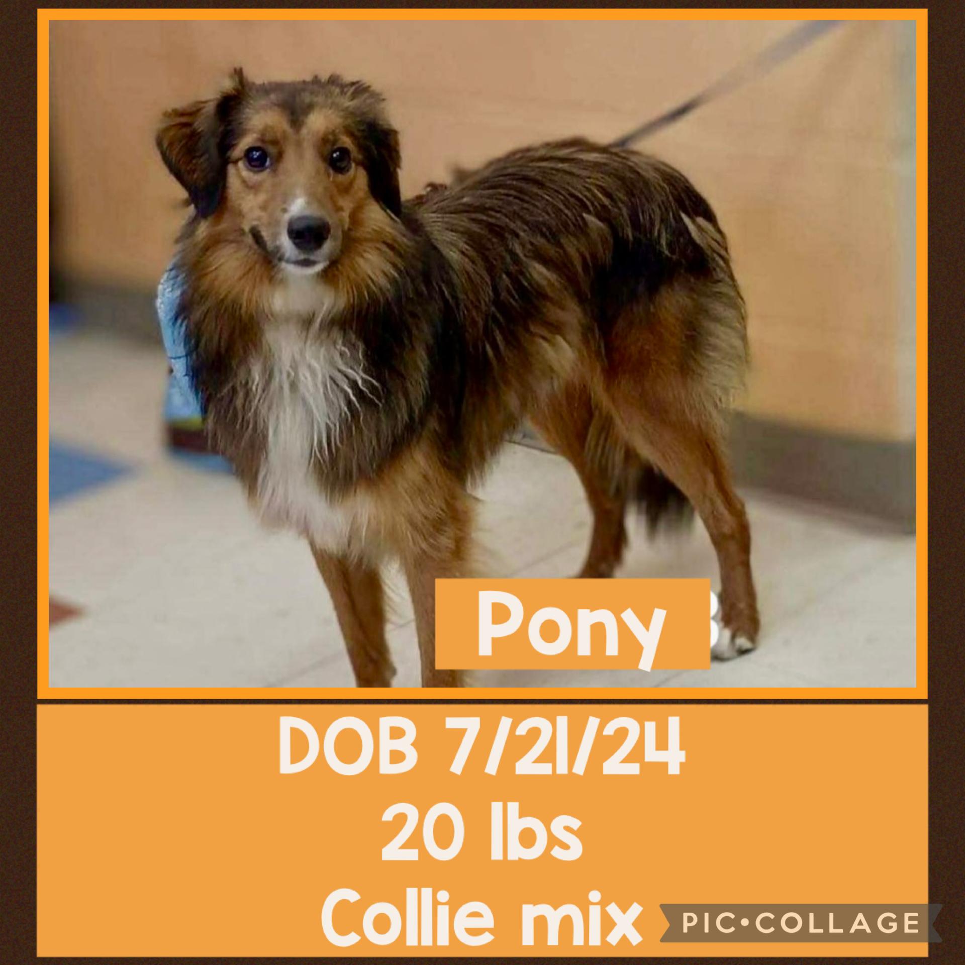 Pony