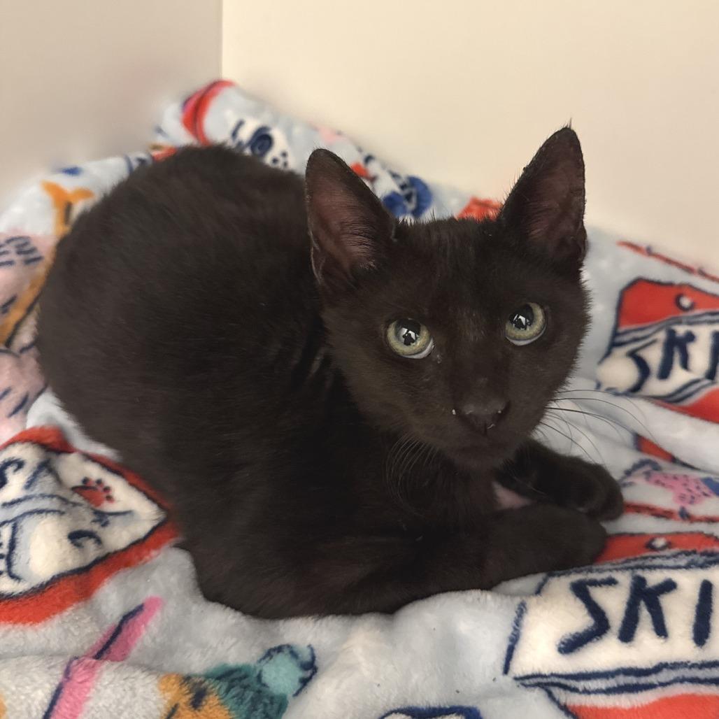 Maurice, Adoptable, Kitten Male Domestic Short Hair.