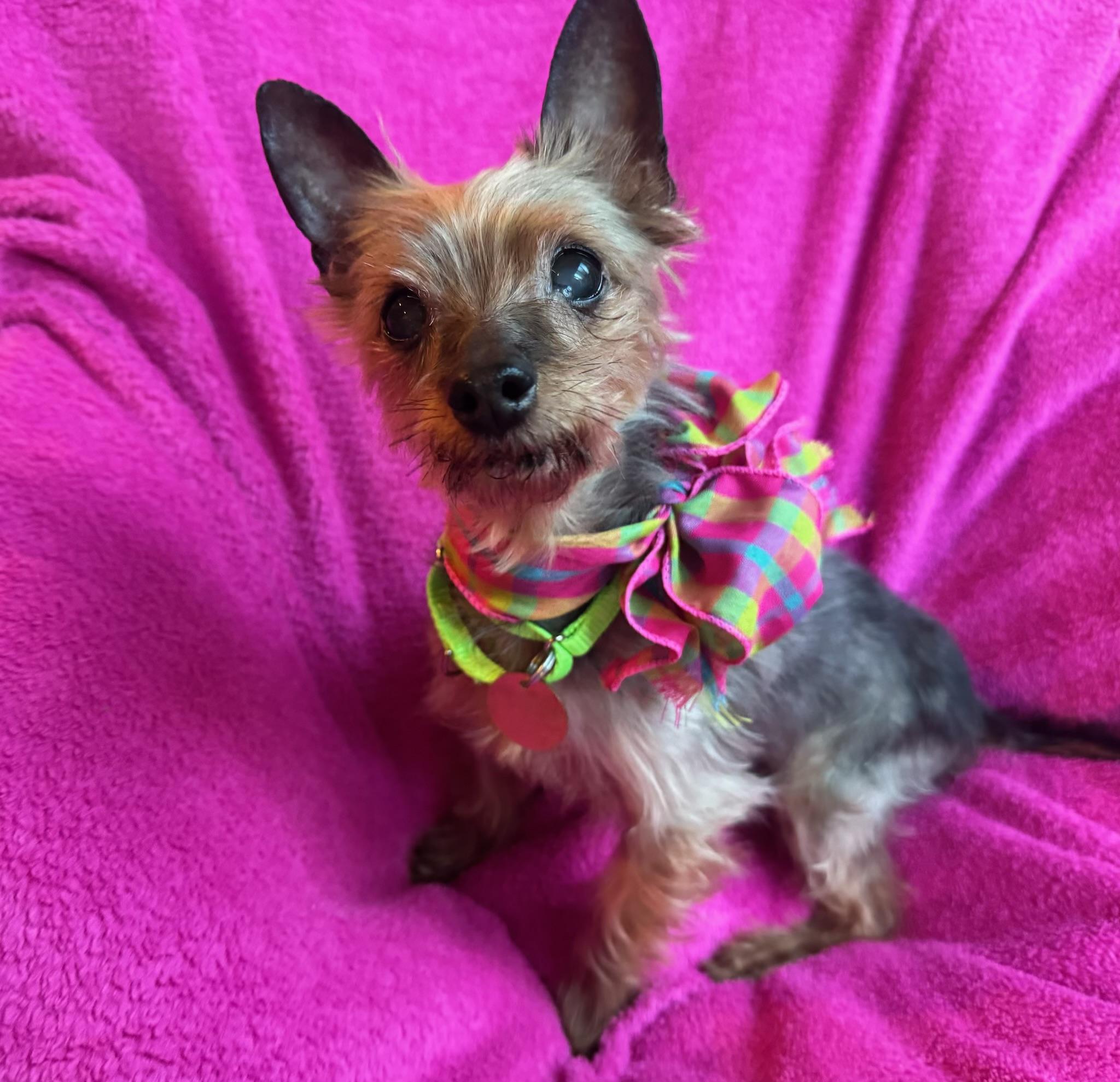 Princess , adopted, Senior Female Yorkshire Terrier.