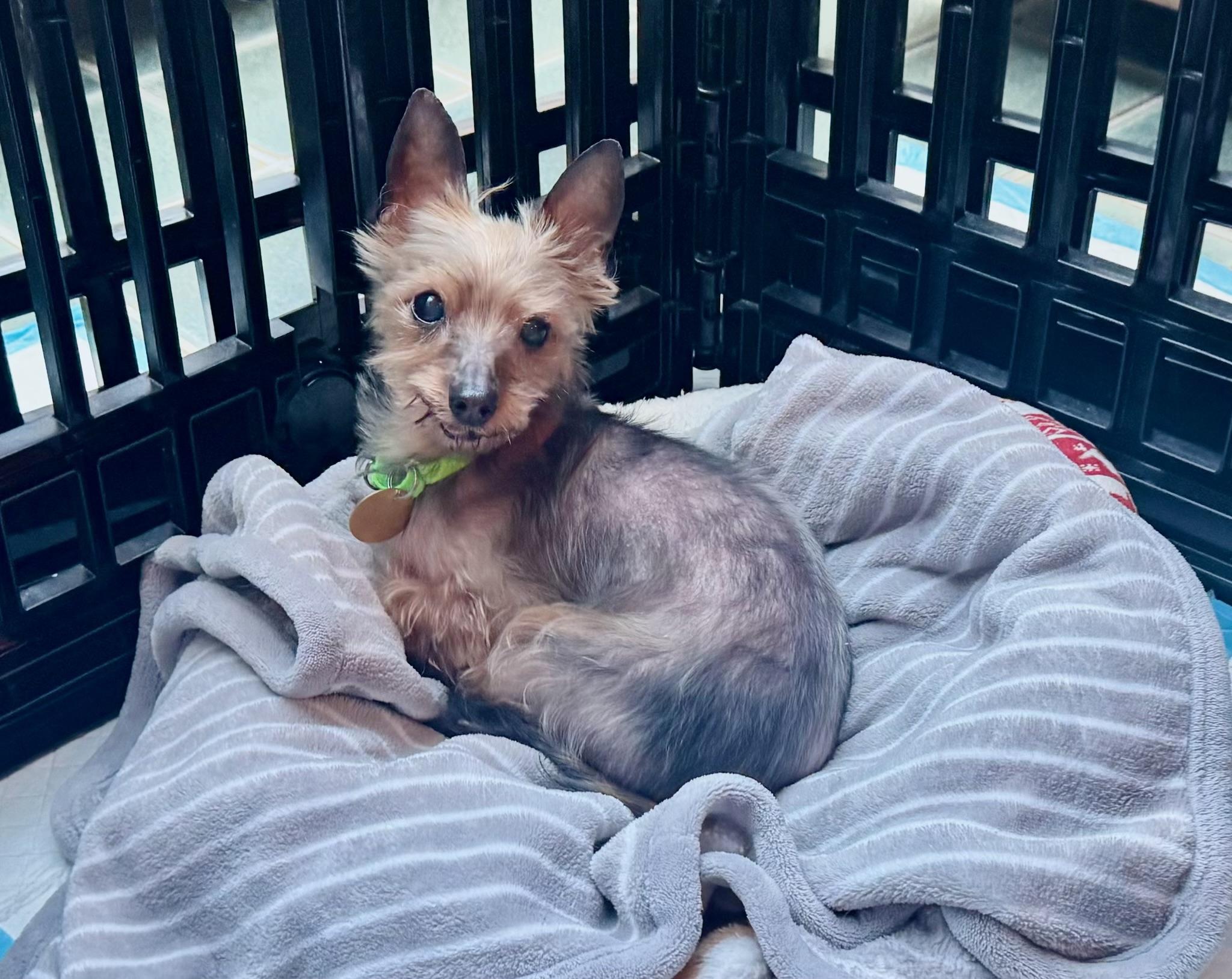 Enlarge Princess , an adopted Yorkshire Terrier in Oak Ridge, NJ image 3/5