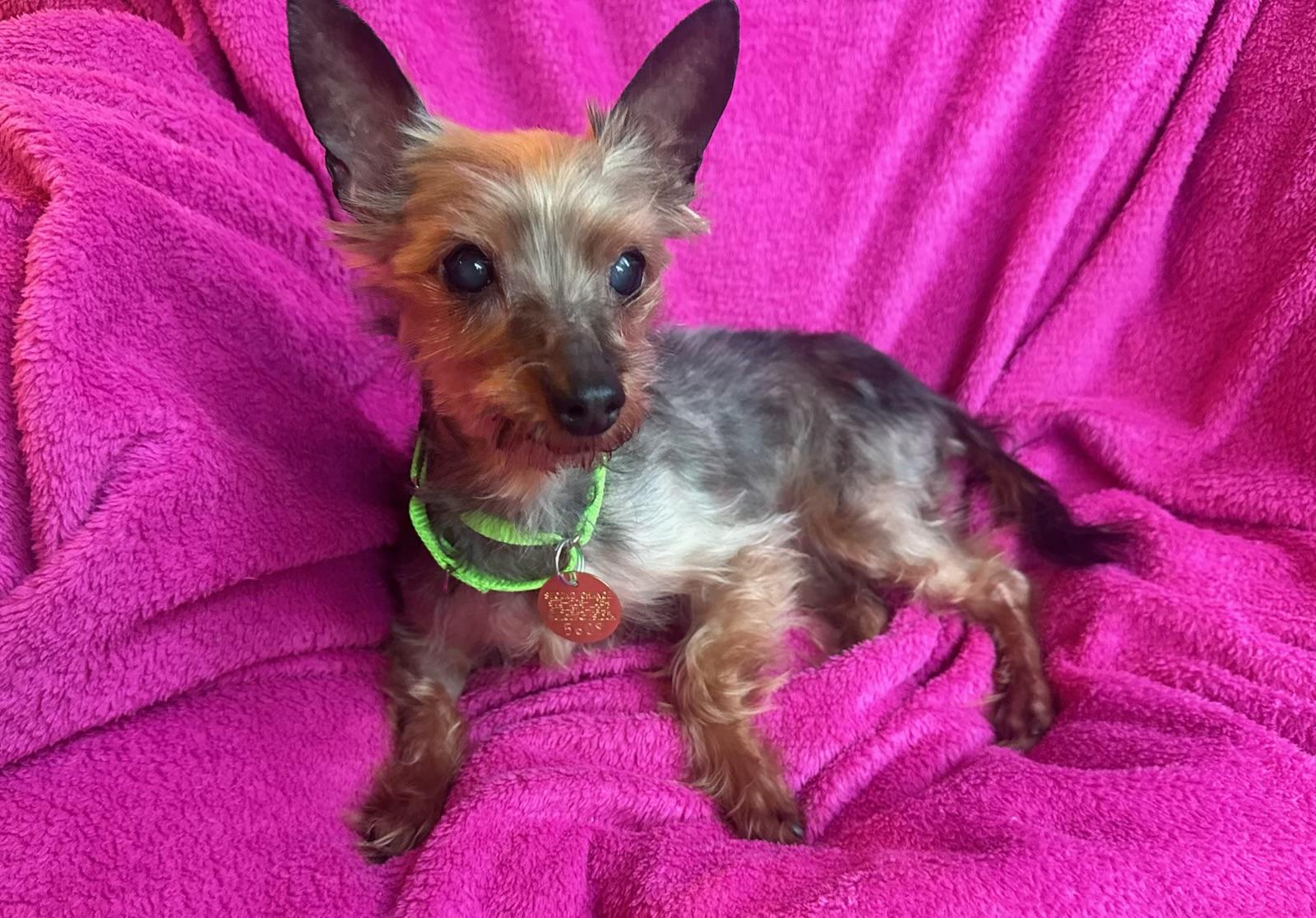 Enlarge Princess , an adopted Yorkshire Terrier in Oak Ridge, NJ image 5/5