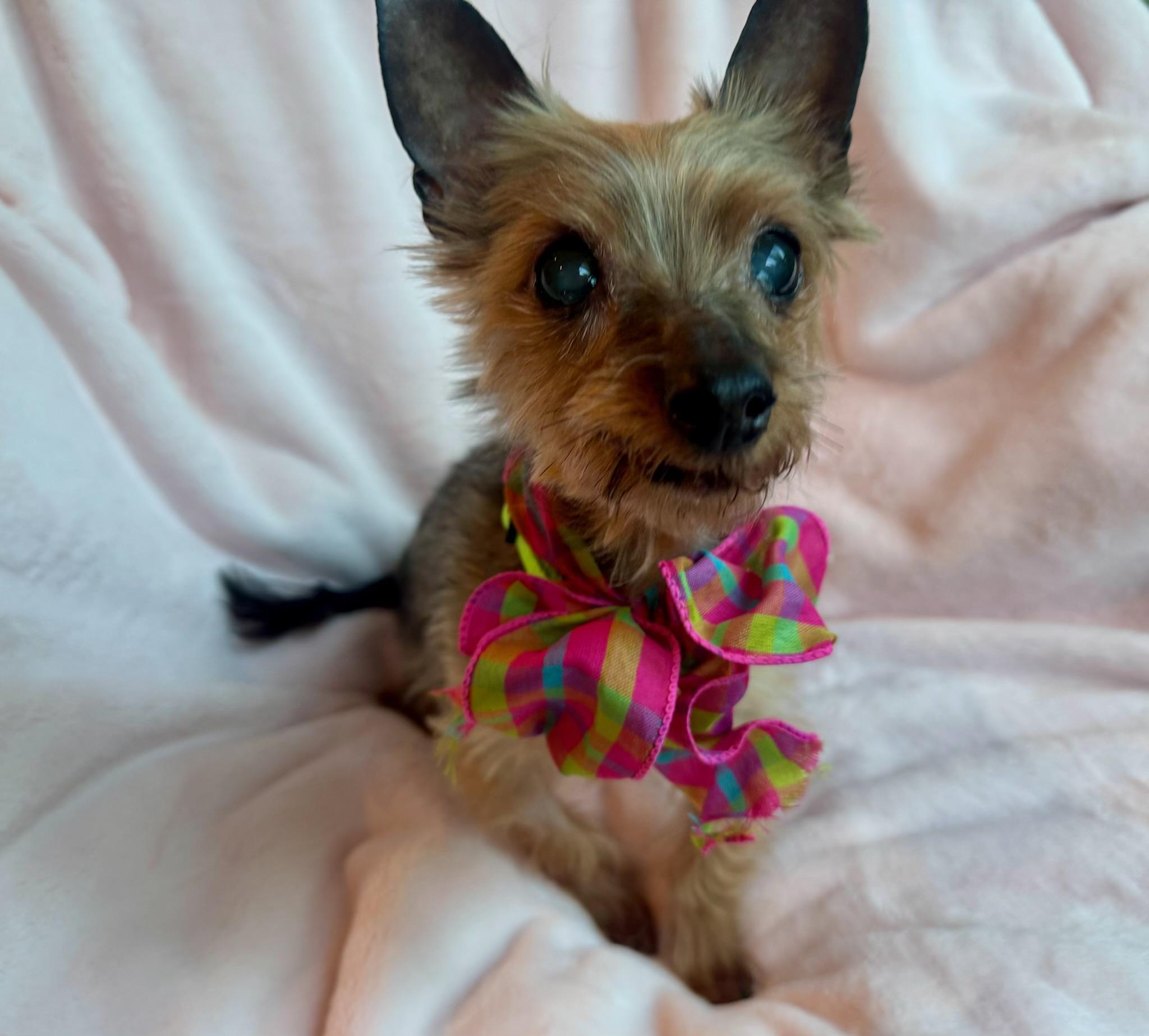 Enlarge Princess , an adopted Yorkshire Terrier in Oak Ridge, NJ image 4/5