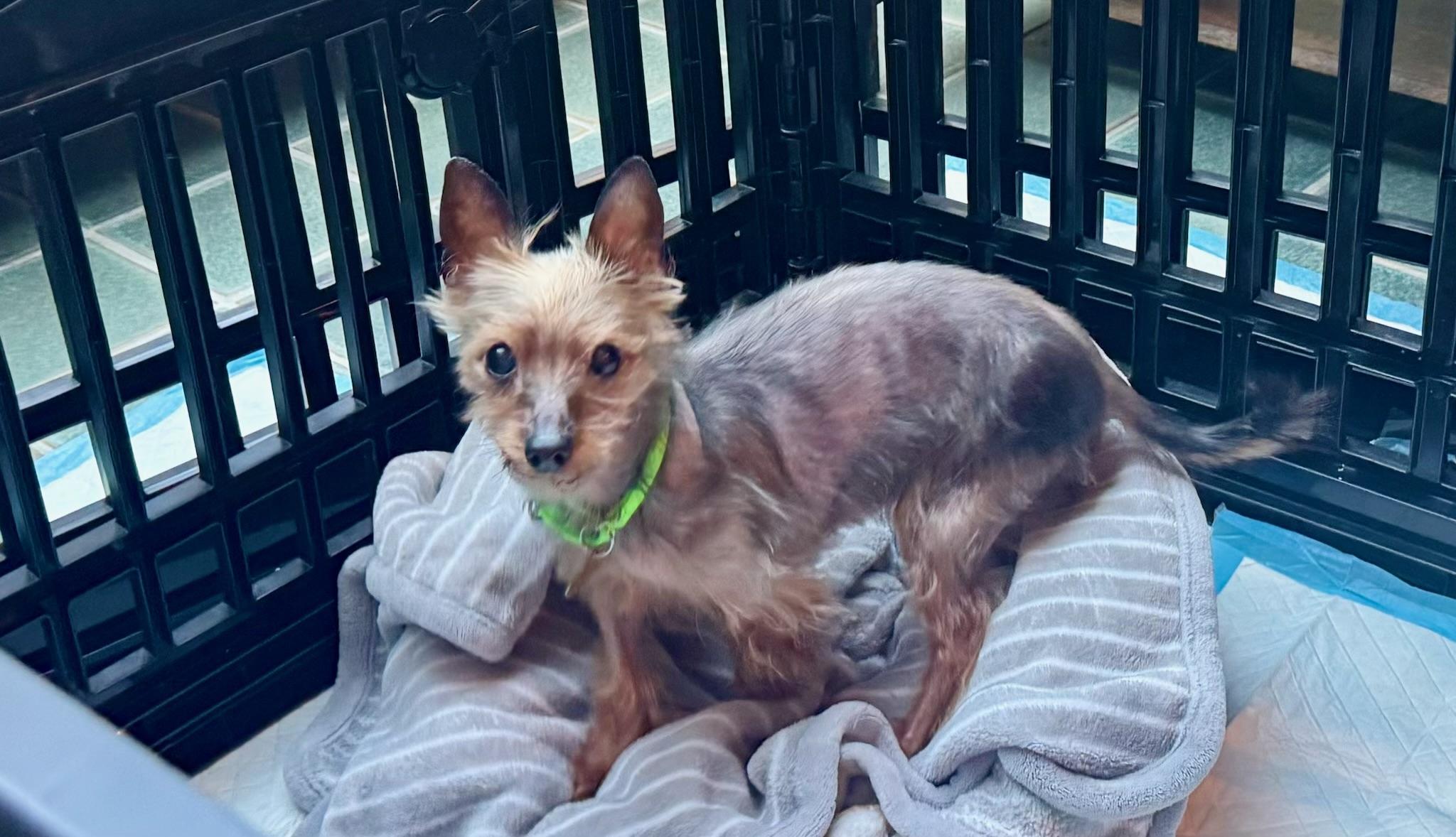 Enlarge Princess , an adopted Yorkshire Terrier in Oak Ridge, NJ image 2/5