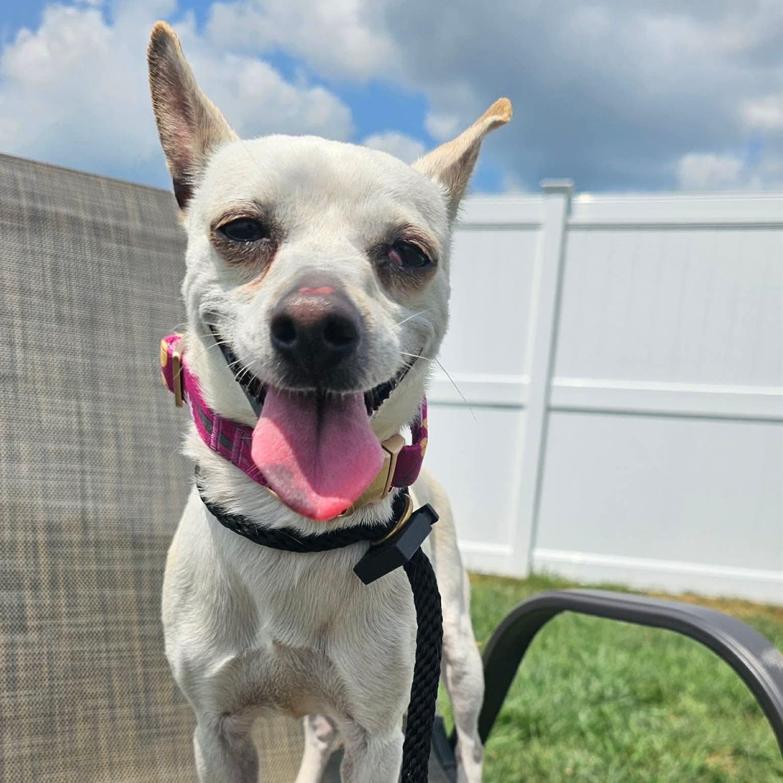 Kinga, an adopted Chihuahua in Minooka, IL image 2/3
