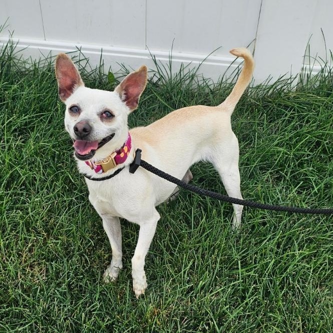 Kinga, adopted, Young Female Chihuahua.