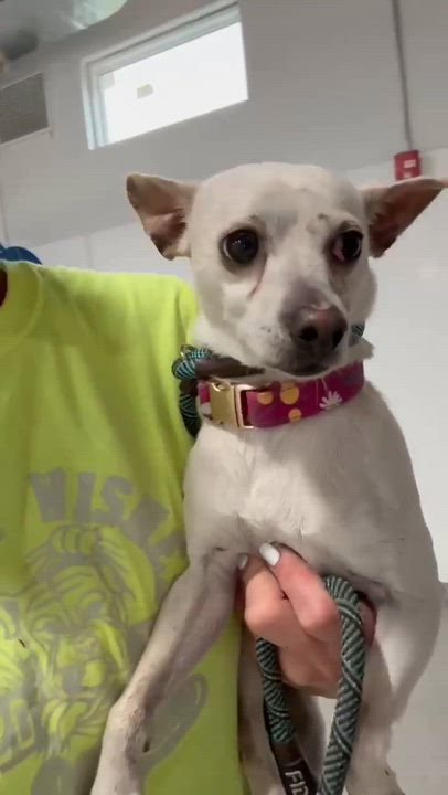 Enlarge Kinga, an adopted Chihuahua in Minooka, IL video 3/3