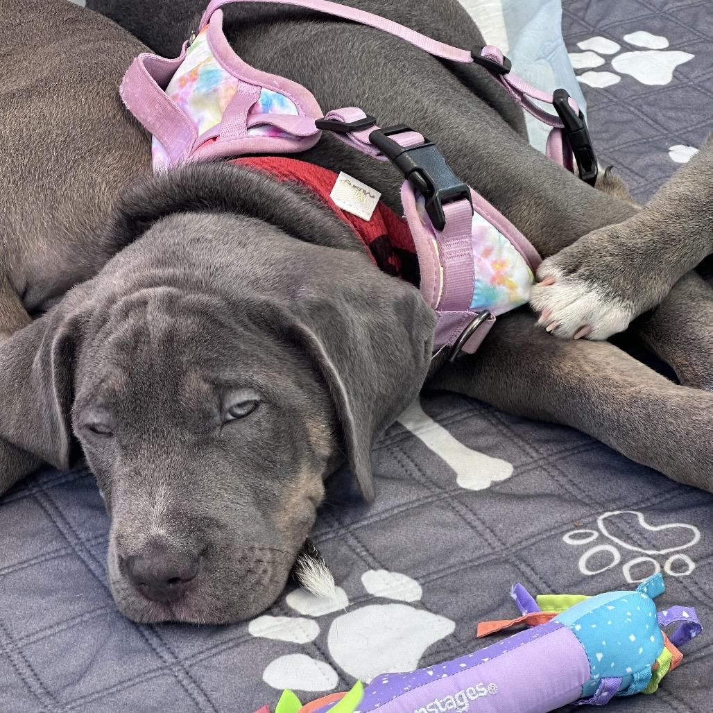 Enlarge Lavon, a Adoptable Mixed Breed in Goodlettsville, TN image 2/6