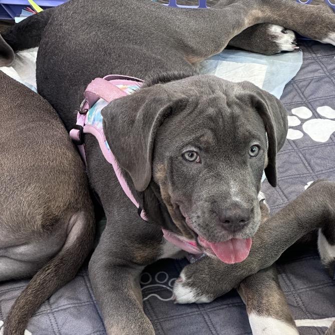 Enlarge Lavon, a Adoptable Mixed Breed in Goodlettsville, TN image 5/6