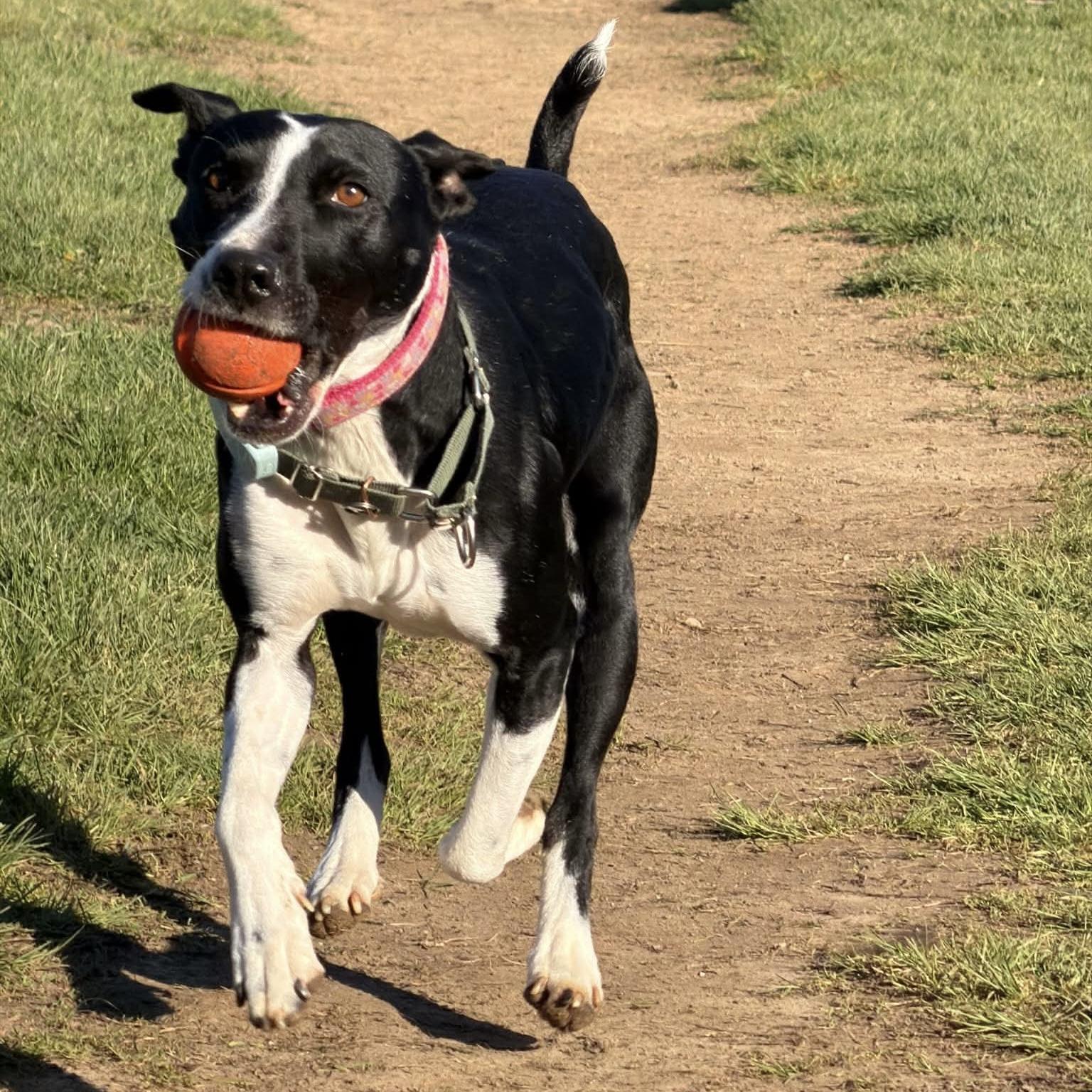 Enlarge Dixi, a ADOPTABLE mixed breed in Bowmanville, ON image 4/6