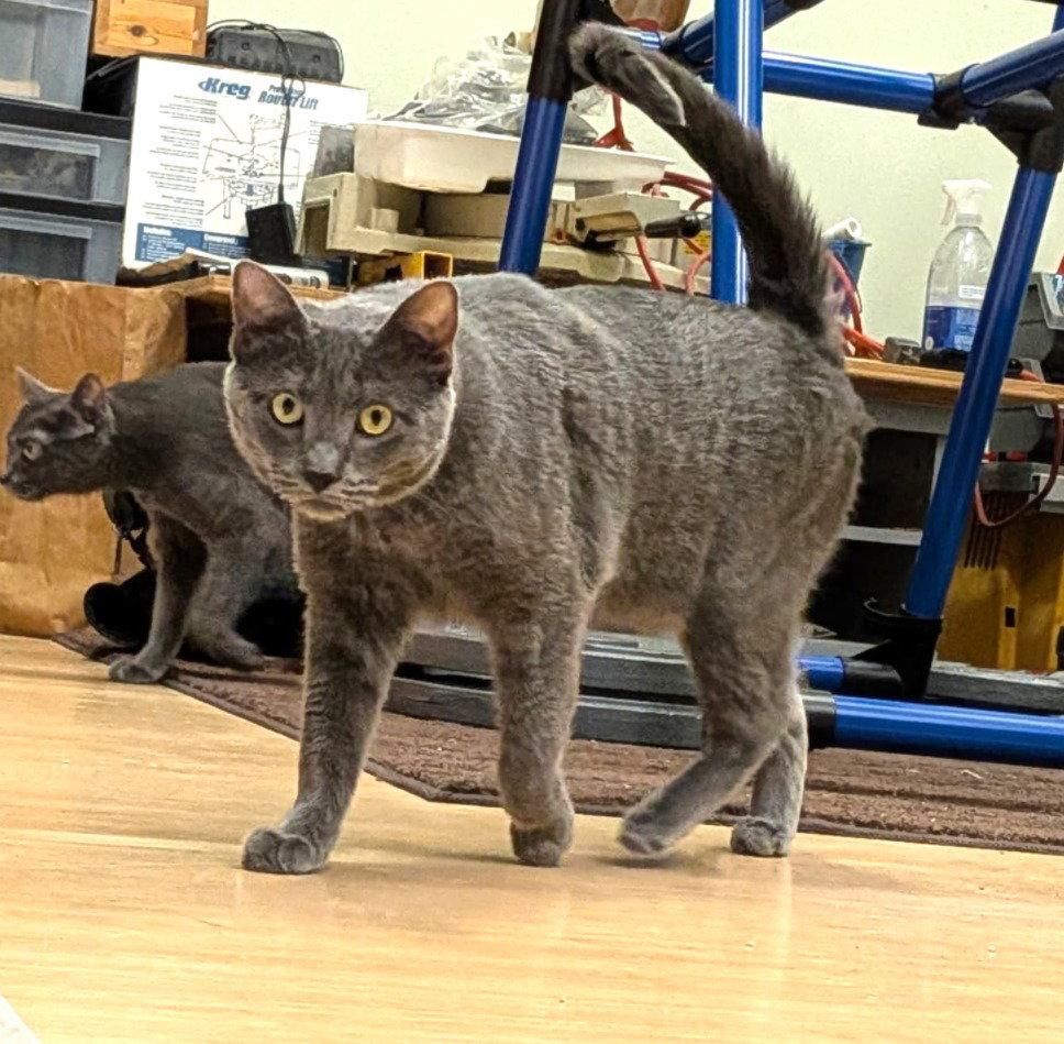 dusty, Adopted, Kitten Female Russian Blue & Domestic Short Hair.