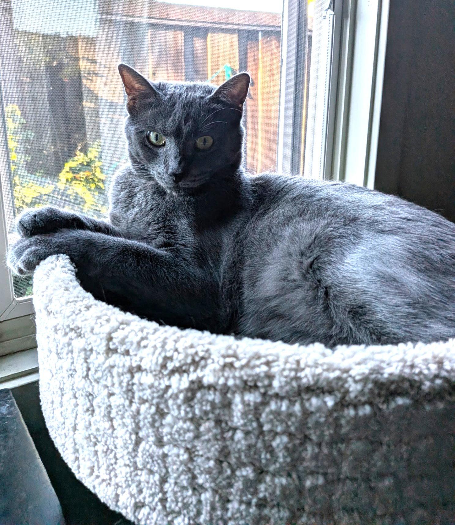 Enlarge dusty, a Adopted mixed breed in San Jose, CA image 2/3