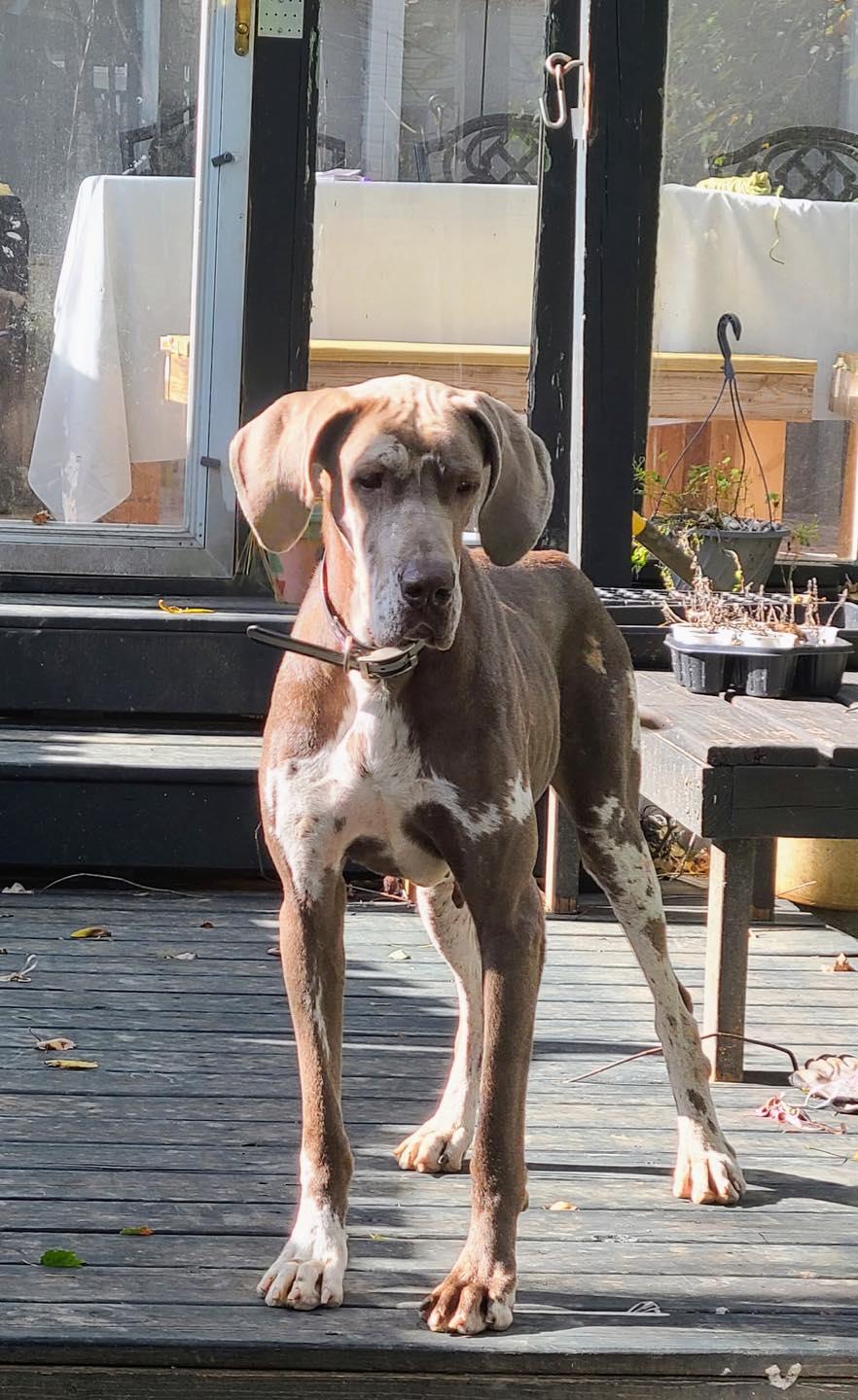 Quinn, a Adopted Great Dane in Chambersburg, PA image 1/3