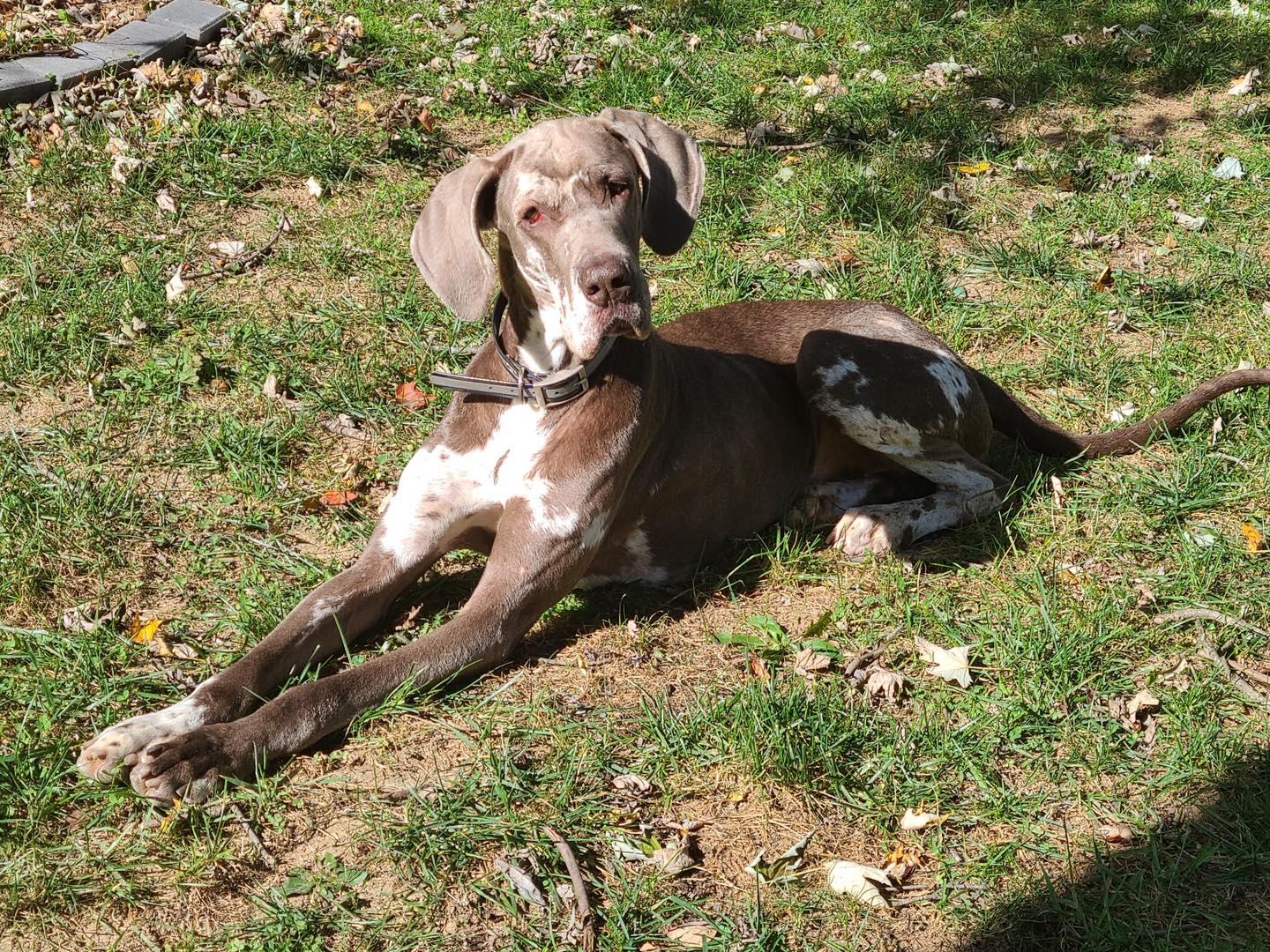 Quinn, a Adopted Great Dane in Chambersburg, PA image 2/3
